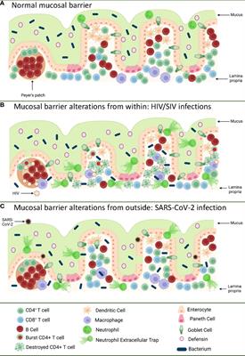 I’ve looked at gut from both sides now: Gastrointestinal tract involvement in the pathogenesis of SARS-CoV-2 and HIV/SIV infections